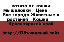 котята от кошки мышеловки › Цена ­ 10 - Все города Животные и растения » Кошки   . Красноярский край